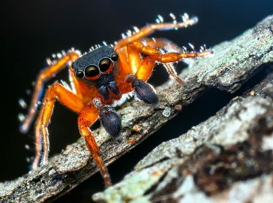 Фотограф од Индија фотографира шарени пајаци и други симпатични животни што ќе ве воодушеват