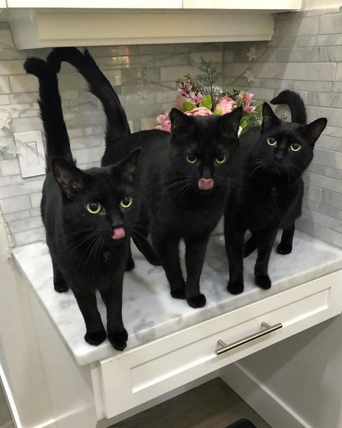 20 фотографии што докажуваат дека црните мачки не носат несреќа 