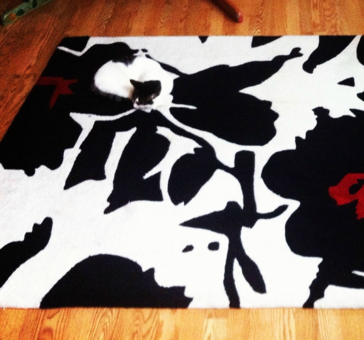 20 животни кои се професионалци во криење