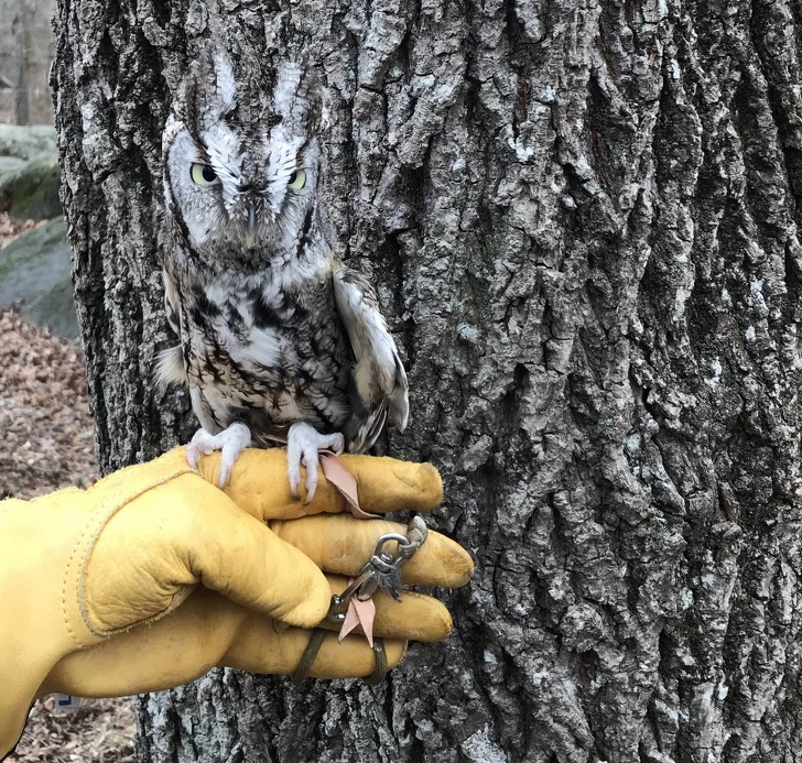 20 животни кои се професионалци во криење