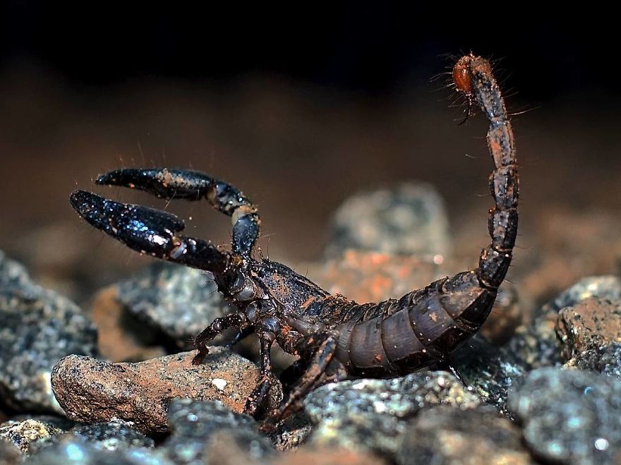 Фотограф од Индија фотографира шарени пајаци и други симпатични животни што ќе ве воодушеват