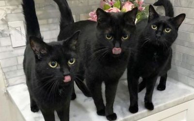 20 фотографии што докажуваат дека црните мачки не носат несреќа