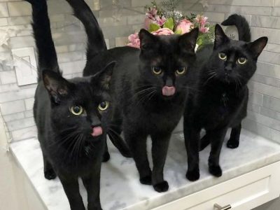 20 фотографии што докажуваат дека црните мачки не носат несреќа