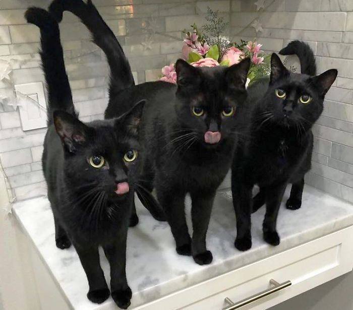20 фотографии што докажуваат дека црните мачки не носат несреќа