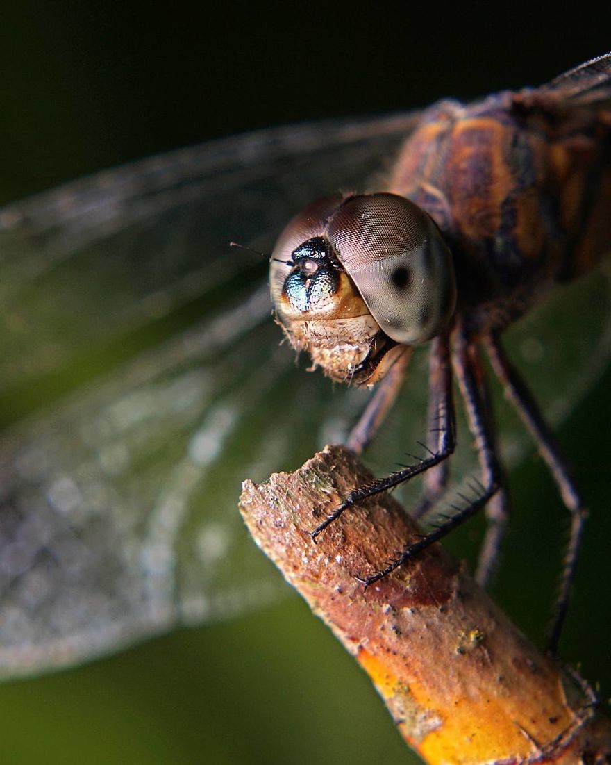 Фотограф од Индија фотографира шарени пајаци и други симпатични животни што ќе ве воодушеват