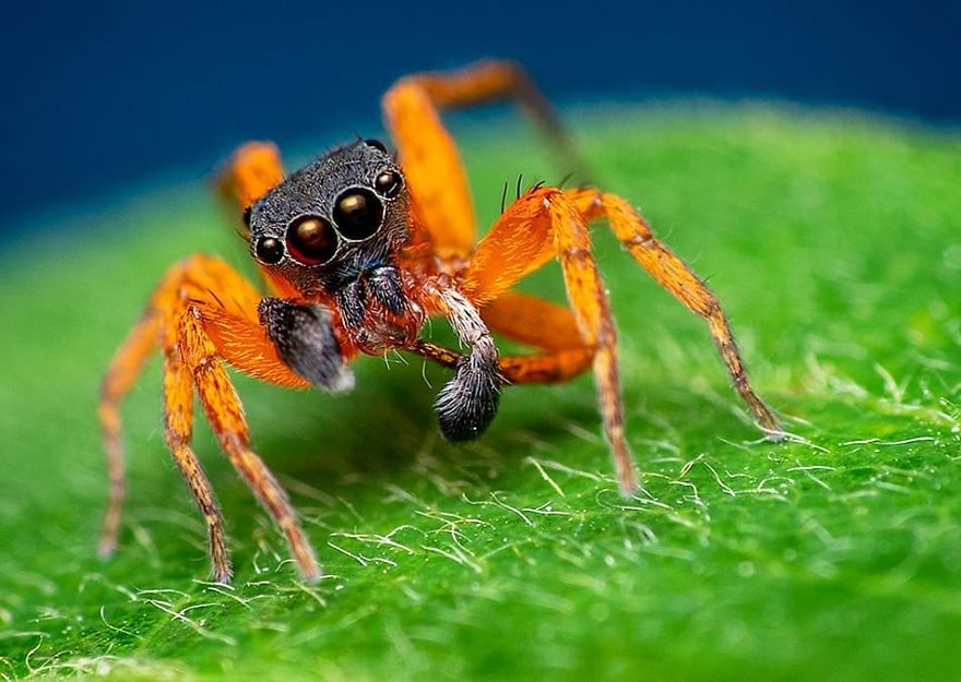 Фотограф од Индија фотографира шарени пајаци и други симпатични животни што ќе ве воодушеват