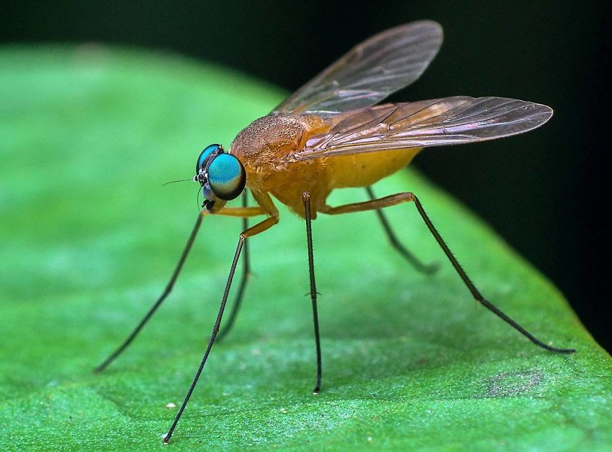 Фотограф од Индија фотографира шарени пајаци и други симпатични животни што ќе ве воодушеват