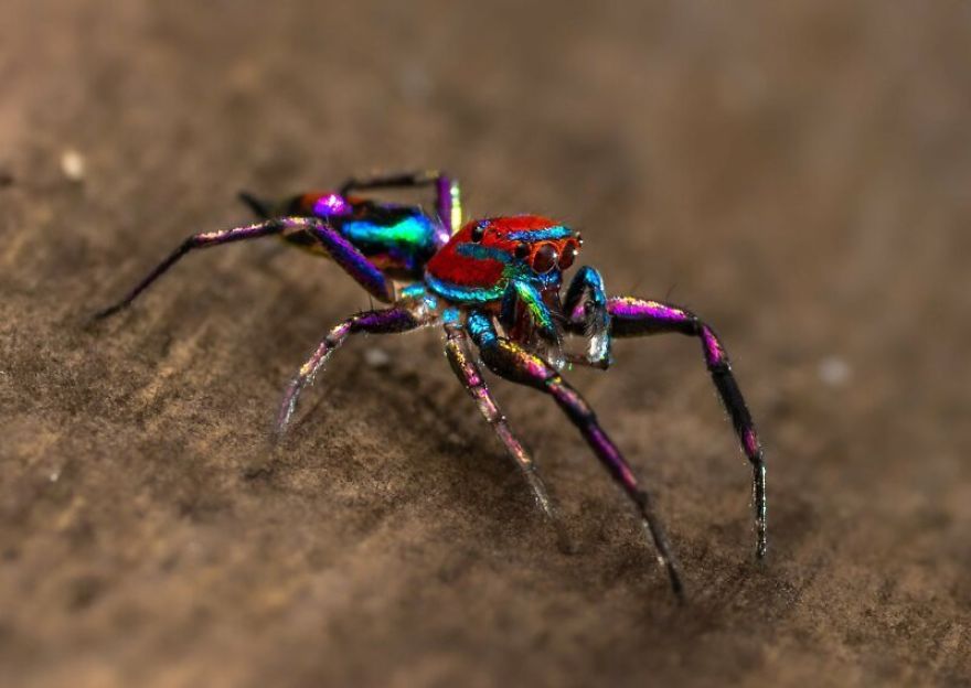Фотограф од Индија фотографира шарени пајаци и други симпатични животни што ќе ве воодушеват