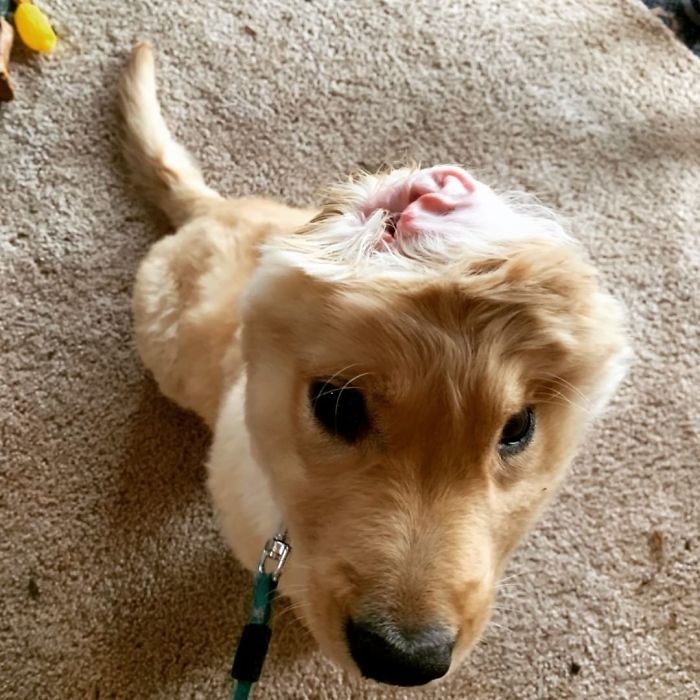 Случајна повреда при раѓање го оставила ова кученце со едно уво и тоа ги освојува сите со својот изглед на еднорог