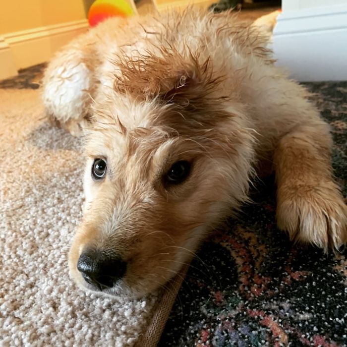 Случајна повреда при раѓање го оставила ова кученце со едно уво и тоа ги освојува сите со својот изглед на еднорог