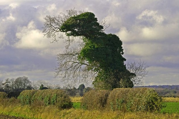 16 фотографии од природата што изгледаат како нешто друго