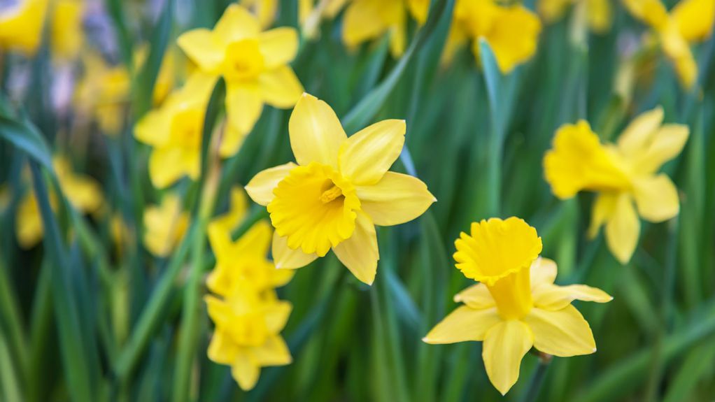 Нарцис: 7 карактеристики на нежниот цвет посилен од снегот