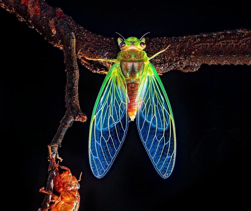 Фотограф од Индија фотографира шарени пајаци и други симпатични животни што ќе ве воодушеват