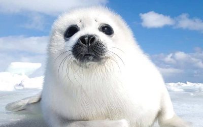 Ќе ви го подобрат расположението: Ова се 10-те најслатки животни во светот