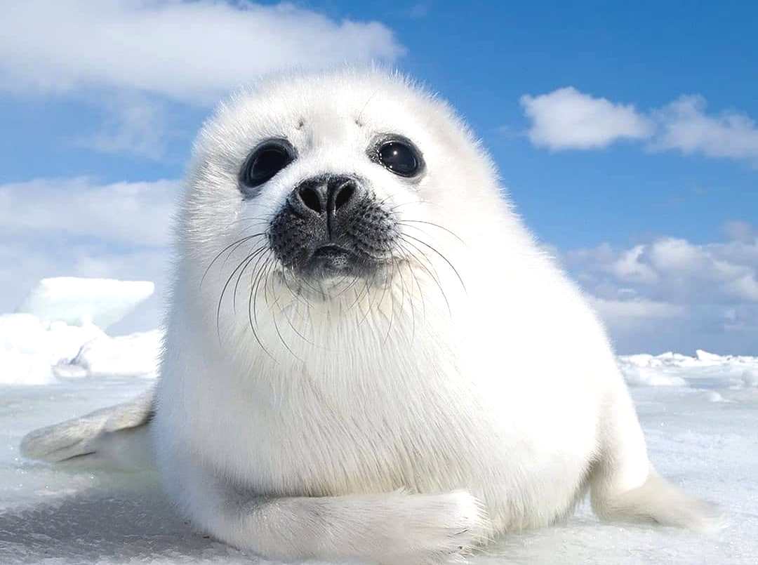 Ќе ви го подобрат расположението: Ова се 10-те најслатки животни во светот