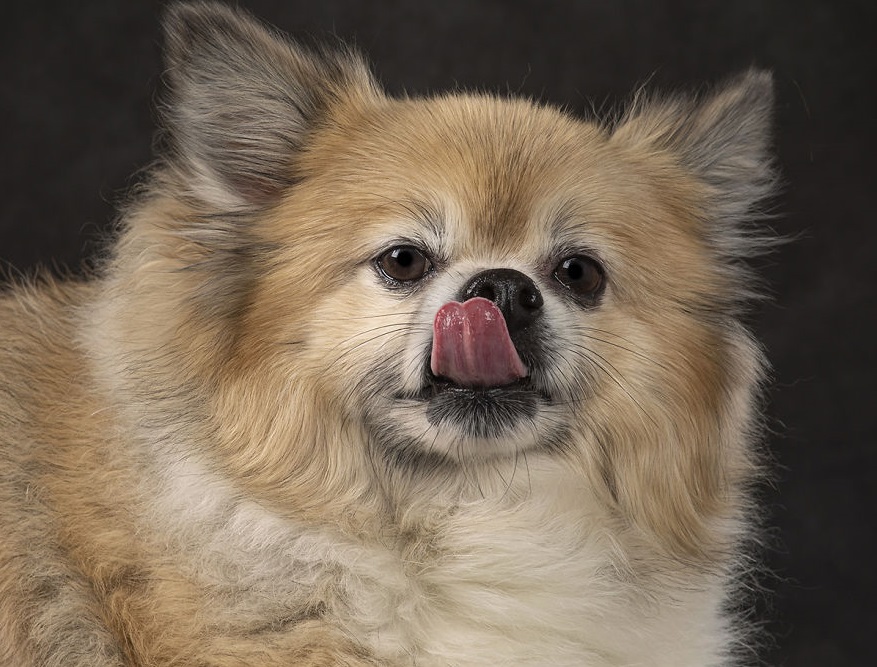 15 фотографии од кучиња со случајно исплазен јазик