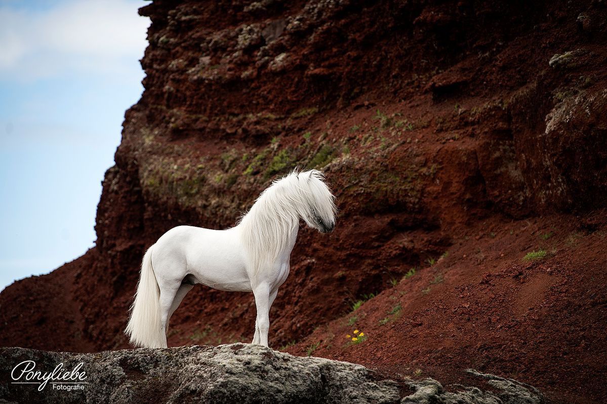 Фотографии од коњи пред неверојатните исландски пејзажи