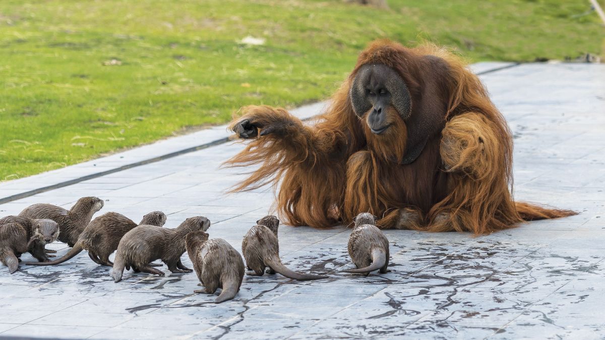 Орангутани изградиле посебна пријателска поврзаност со видри со кои заедно го поминуваат времето во зоолошка градина 