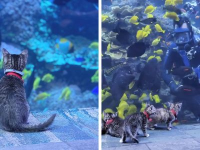 Овие мачиња и кученца истражуваат огромен аквариум и веројатно тоа е она што на сите ни е потребно во ова мрачно време