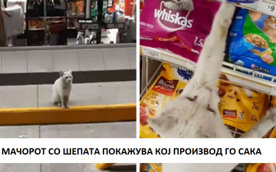 Паметен уличен мачор следи жена до продавница и бара од неа да му купи храна, па таа го вдомува