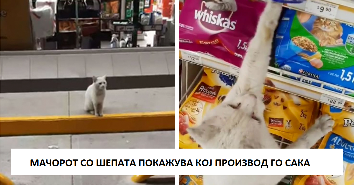 Паметен уличен мачор следи жена до продавница и бара од неа да му купи храна, па таа го вдомува