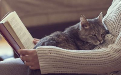 Ветеринарите предупредуваат: Еве на што треба да посветите особено внимание ако сте во самоизолација и имате мачка!