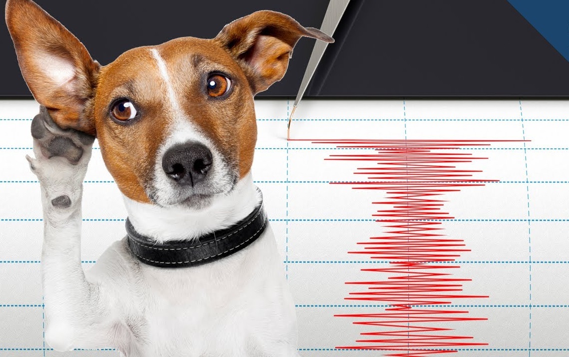 Навистина неверојатно: Како животните можат да ја предвидат смртта и природните непогоди?