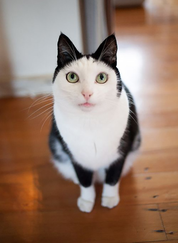 22 фотографии од животни со необичен изглед што ќе ве шармираат