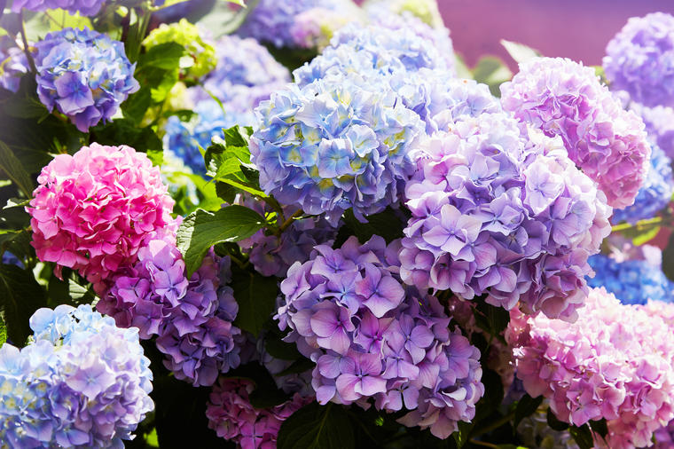 Kралскиот цвет кој го смирува умот: Ова цвеќе треба да ги засадите во дворот или градината!