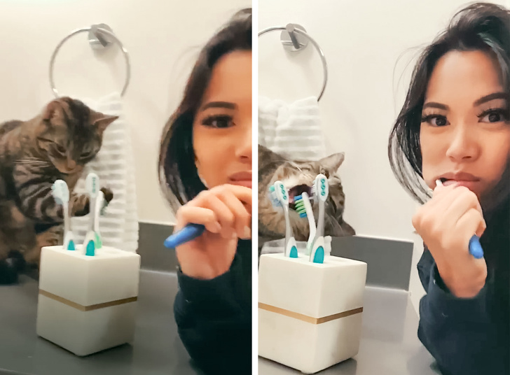 Мачор научил да си ги четка забите и има своја четка за заби