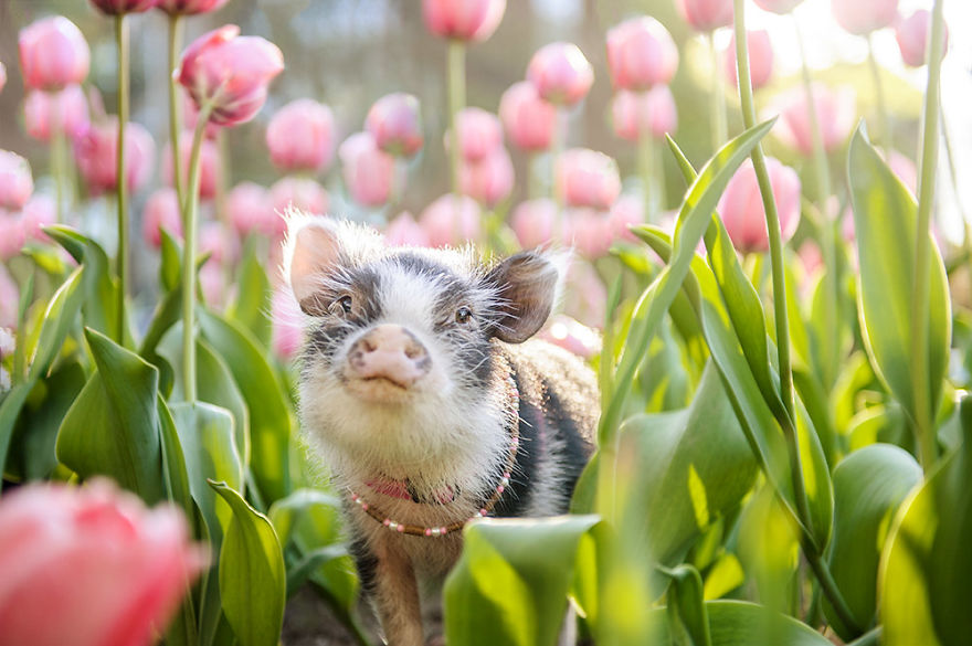 Погледнете ги овие прекрасни фотографии со розови лалиња и малечко слатко прасе