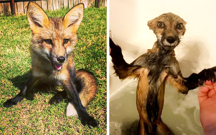 15 фотографии од животни што си ја покажале својата вистинска природа по бањањето