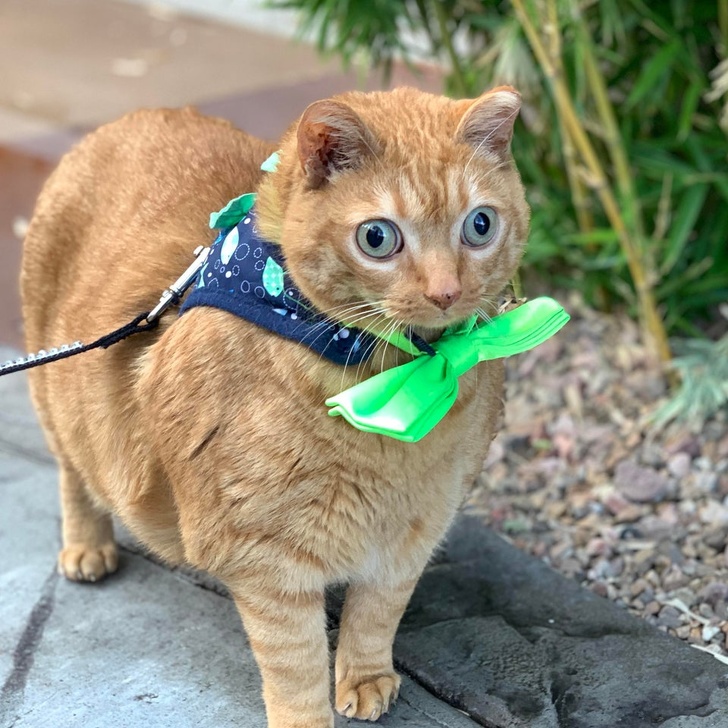 22 фотографии од животни со необичен изглед што ќе ве шармираат