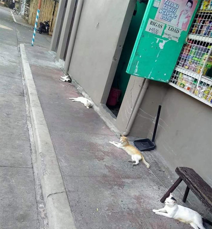 20 фотографии од животни што се придржуваат до правилата за социјално дистанцирање