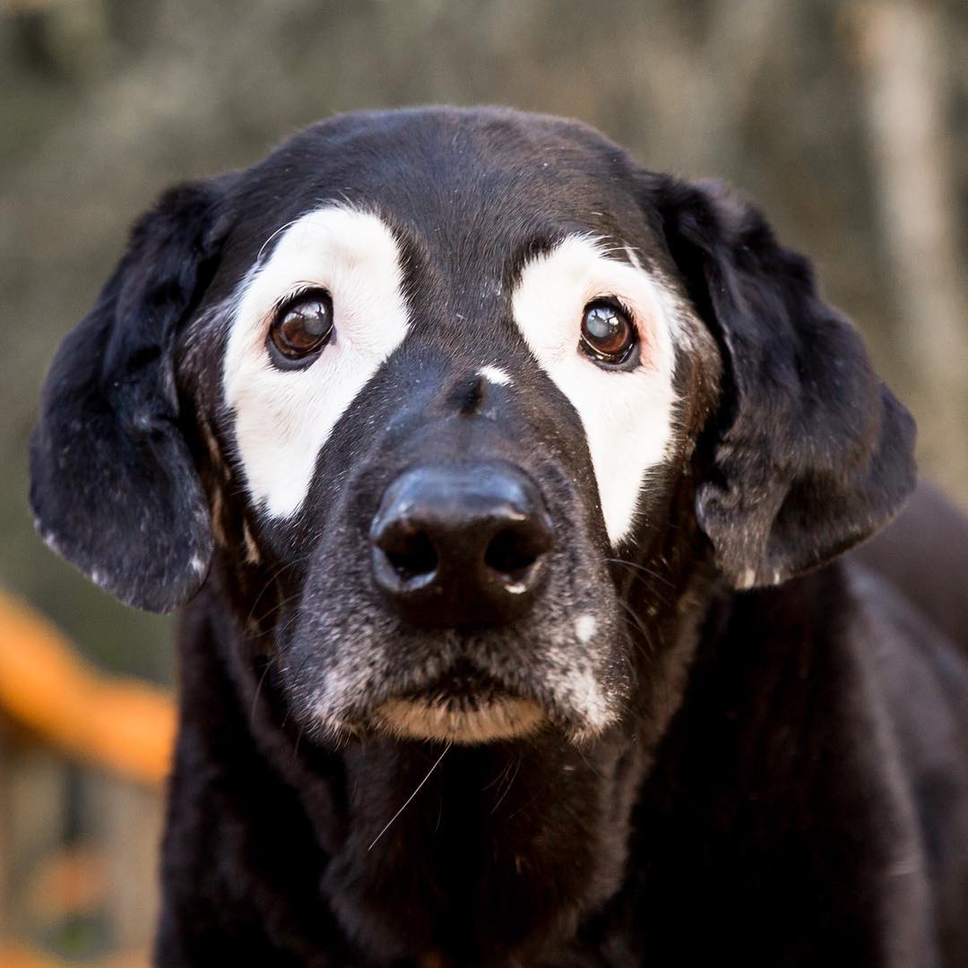 22 фотографии од животни со необичен изглед што ќе ве шармираат