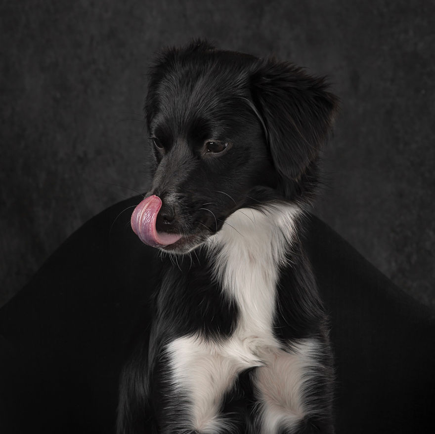 15 фотографии од кучиња со случајно исплазен јазик