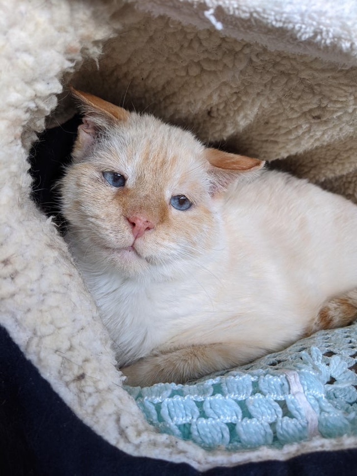 22 фотографии од животни со необичен изглед што ќе ве шармираат