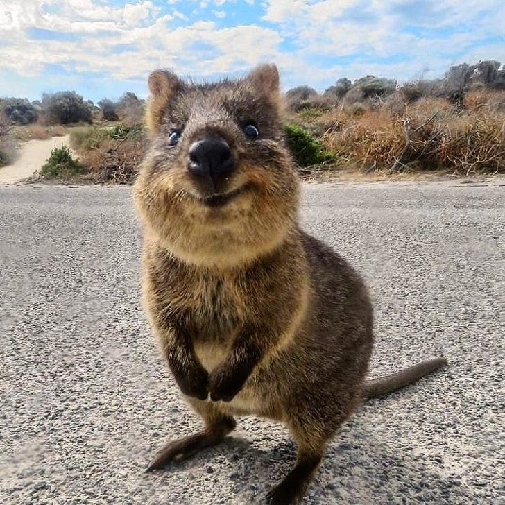 Куоката се нарекува најсреќно животно во светот, а овие фотографии го докажуваат тоа