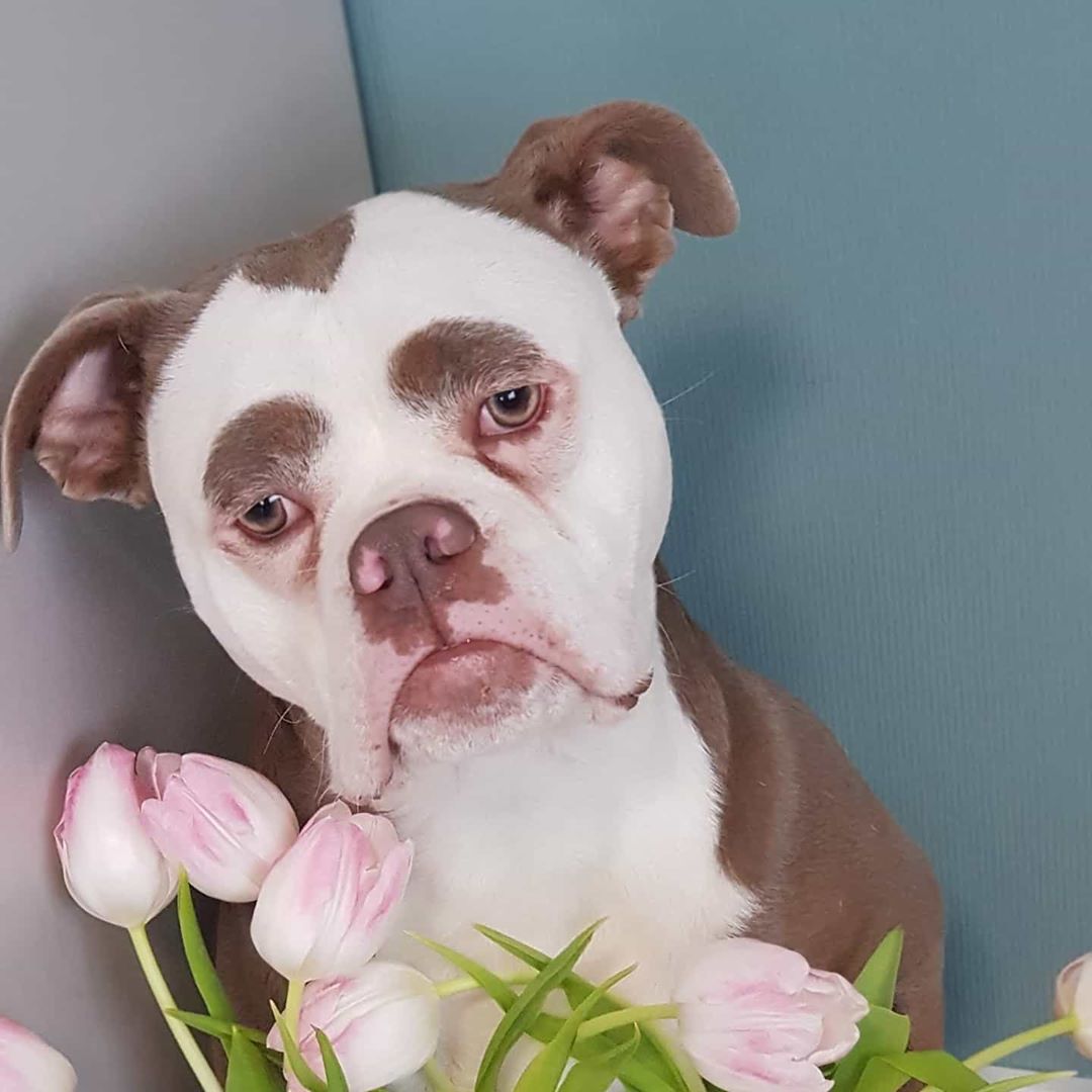 22 фотографии од животни со необичен изглед што ќе ве шармираат