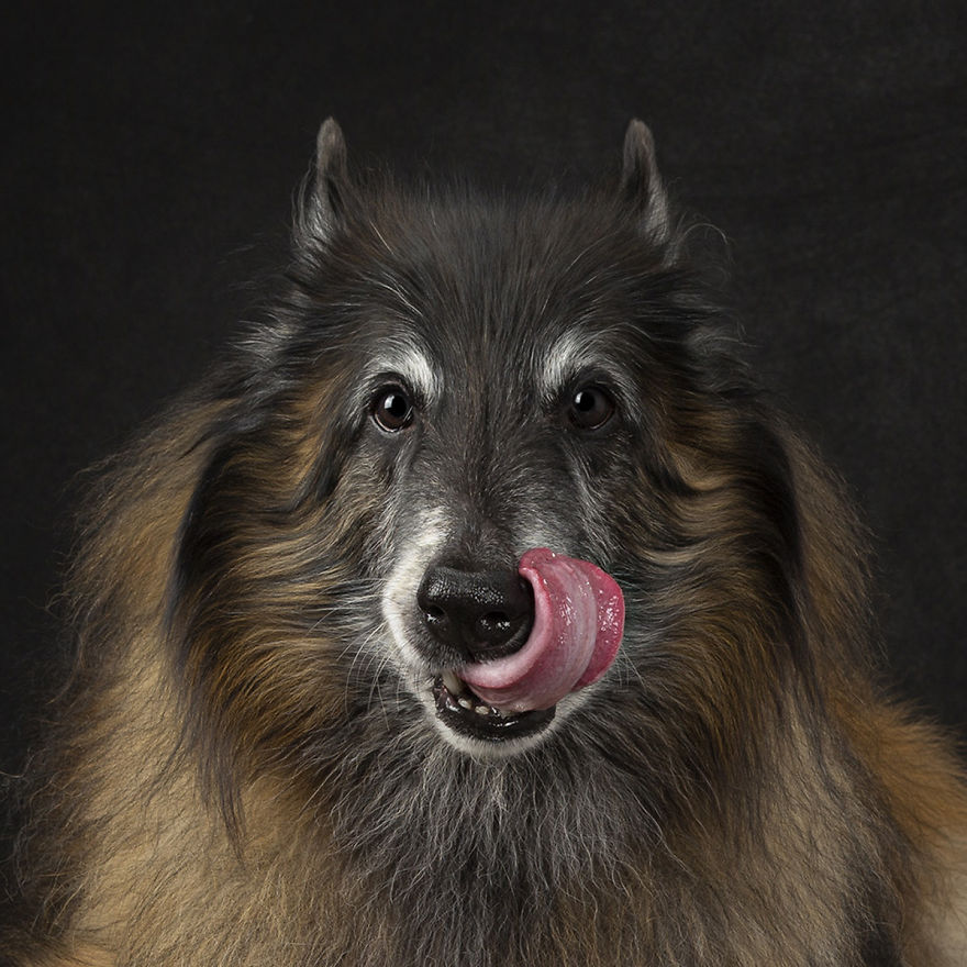 15 фотографии од кучиња со случајно исплазен јазик