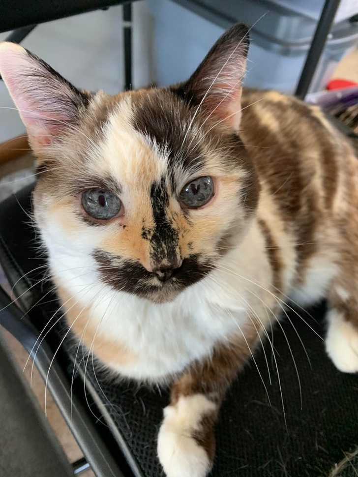 22 фотографии од животни со необичен изглед што ќе ве шармираат