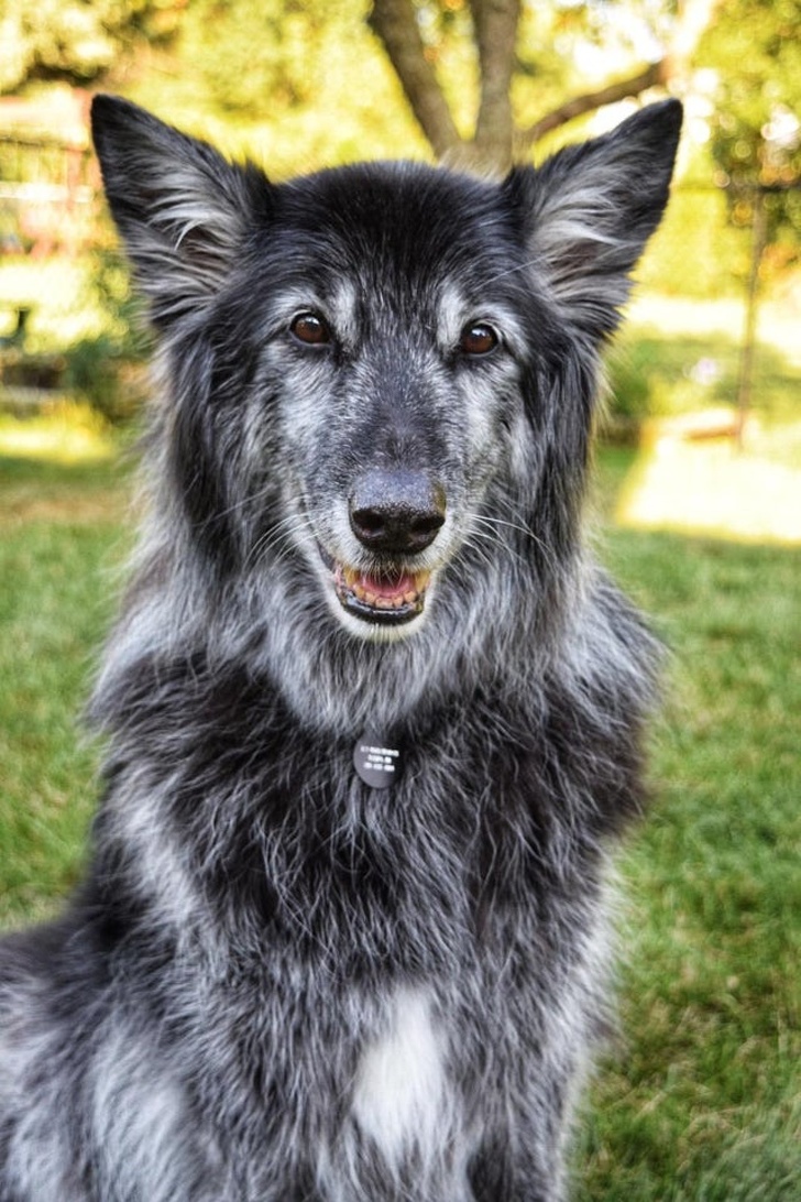 22 фотографии од животни со необичен изглед што ќе ве шармираат