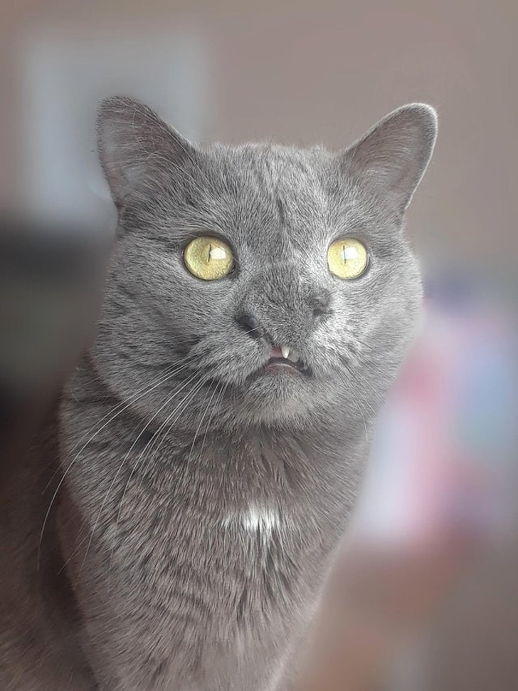 22 фотографии од животни со необичен изглед што ќе ве шармираат