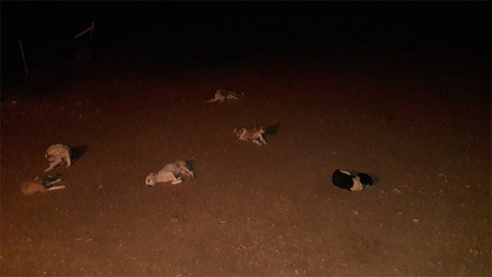 20 фотографии од животни што се придржуваат до правилата за социјално дистанцирање