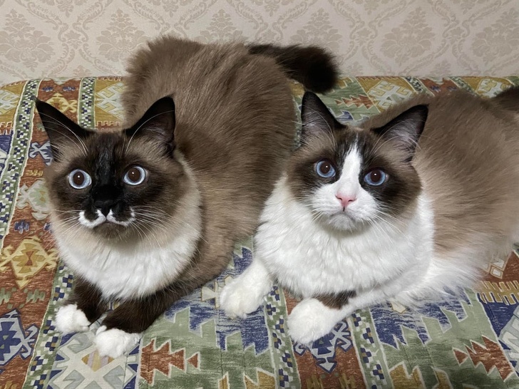 22 фотографии од животни со необичен изглед што ќе ве шармираат