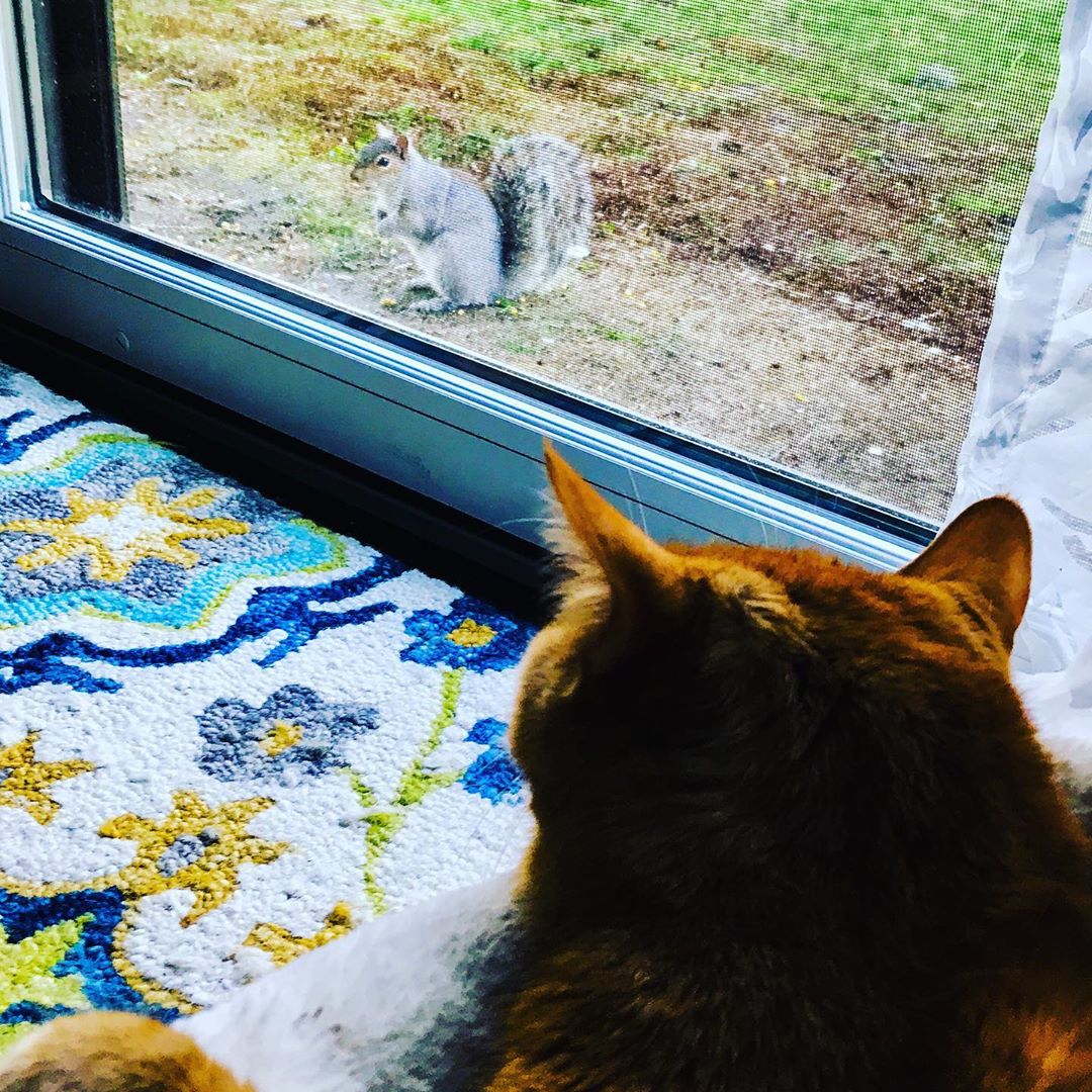 20 фотографии од животни што се придржуваат до правилата за социјално дистанцирање