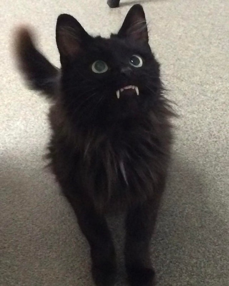 22 фотографии од животни со необичен изглед што ќе ве шармираат