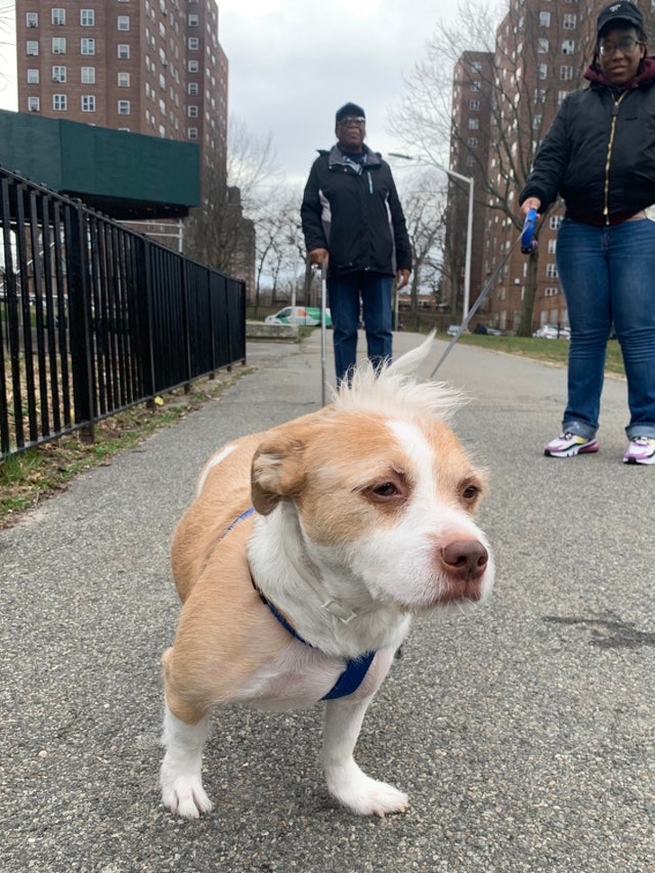 22 фотографии од животни со необичен изглед што ќе ве шармираат