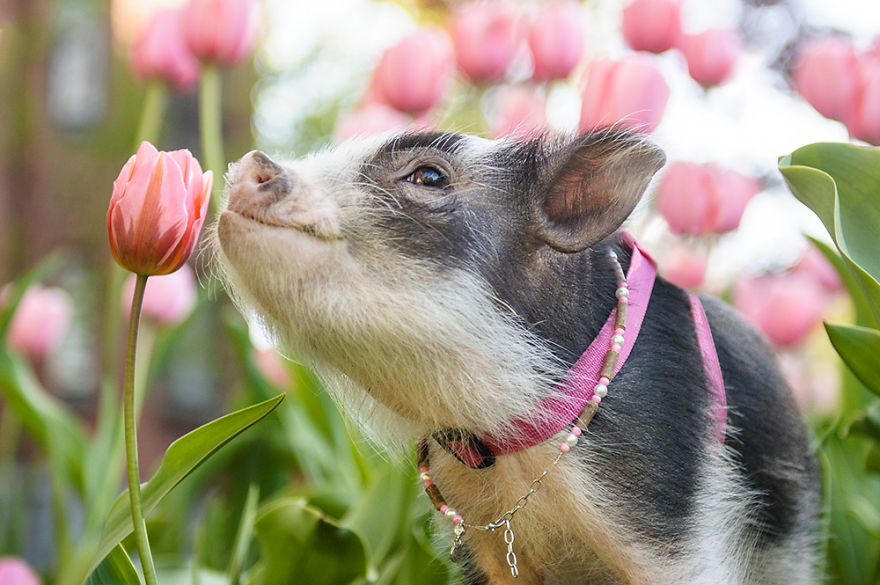 Погледнете ги овие прекрасни фотографии со розови лалиња и малечко слатко прасе