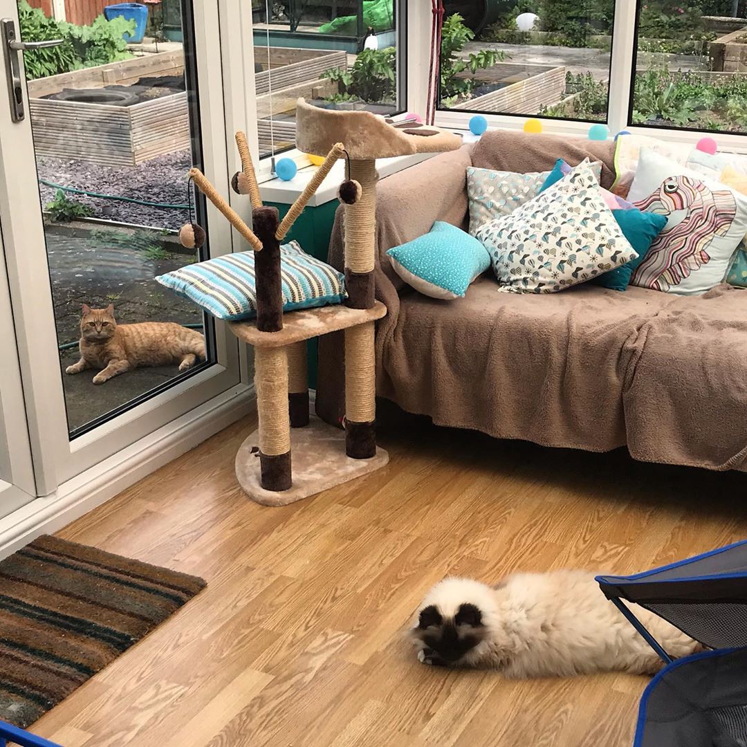 20 фотографии од животни што се придржуваат до правилата за социјално дистанцирање